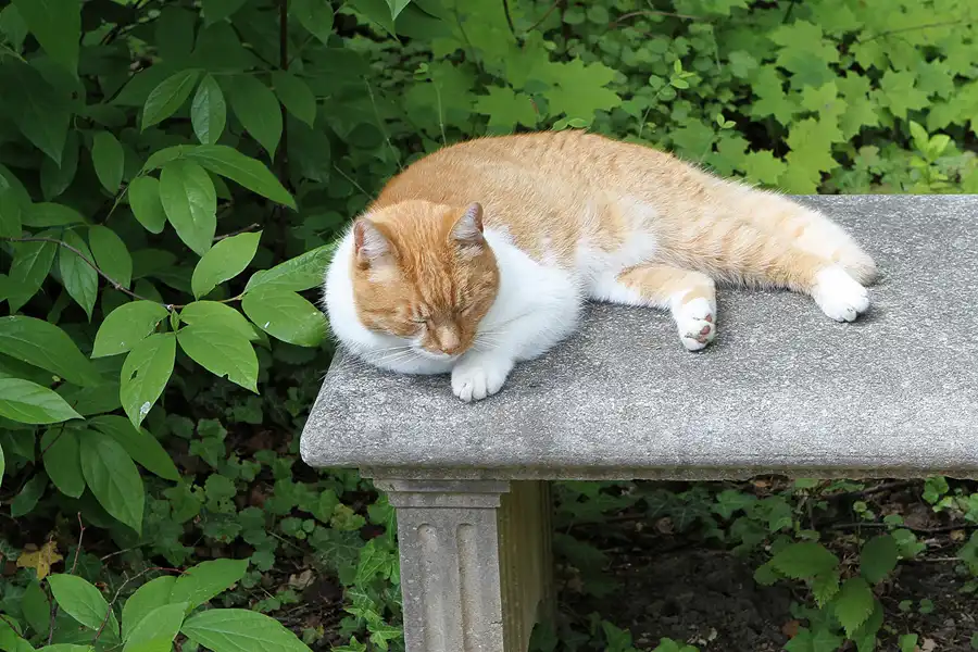 005 | 2012 | Berlin | Pfaueninsel | © carsten riede fotografie