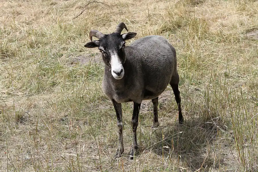009 | 2012 | Berlin | Pfaueninsel | © carsten riede fotografie