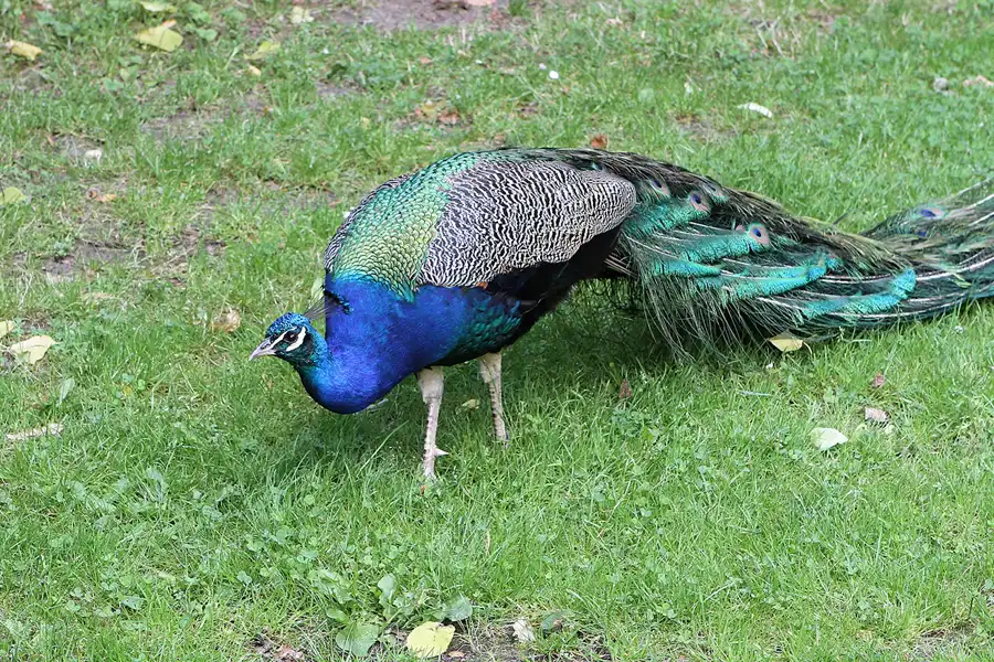 018 | 2012 | Berlin | Pfaueninsel | © carsten riede fotografie