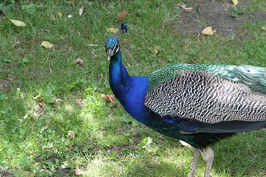 019 | 2012 | Berlin | Pfaueninsel | © carsten riede fotografie