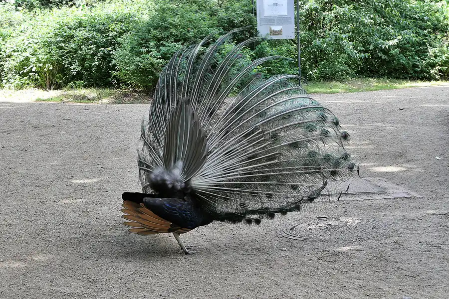 020 | 2012 | Berlin | Pfaueninsel | © carsten riede fotografie