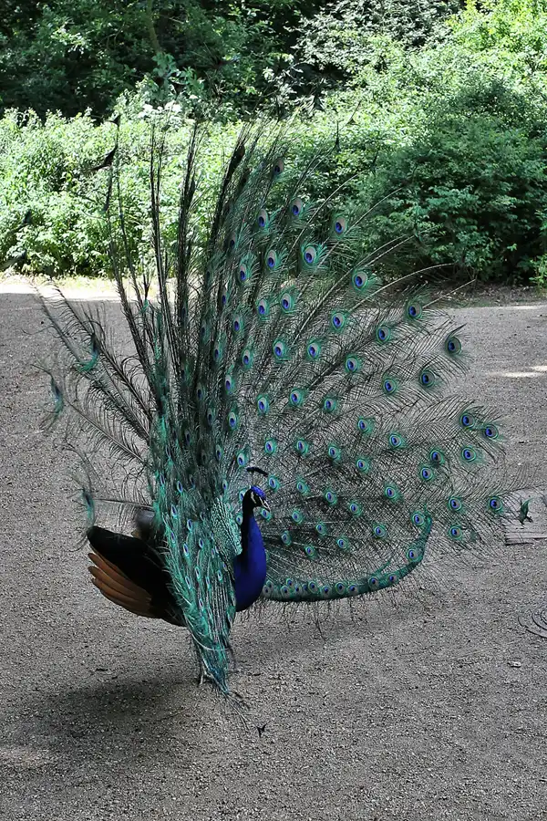 021 | 2012 | Berlin | Pfaueninsel | © carsten riede fotografie