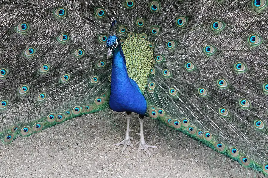 023 | 2012 | Berlin | Pfaueninsel | © carsten riede fotografie