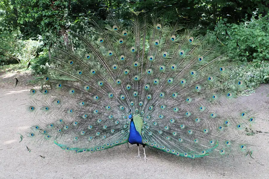 024 | 2012 | Berlin | Pfaueninsel | © carsten riede fotografie