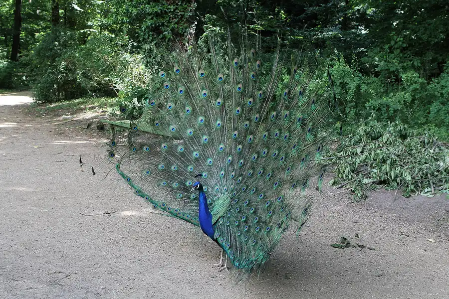 025 | 2012 | Berlin | Pfaueninsel | © carsten riede fotografie