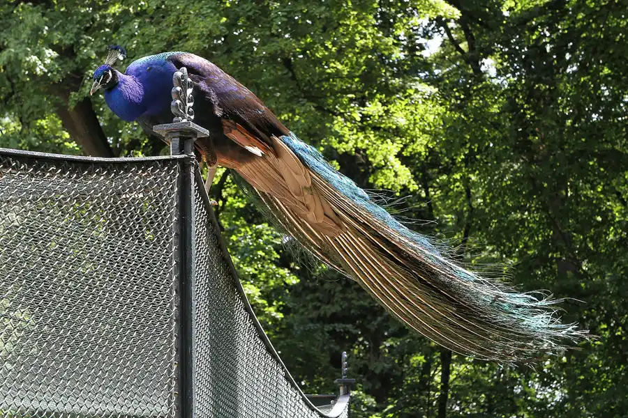 026 | 2012 | Berlin | Pfaueninsel | © carsten riede fotografie