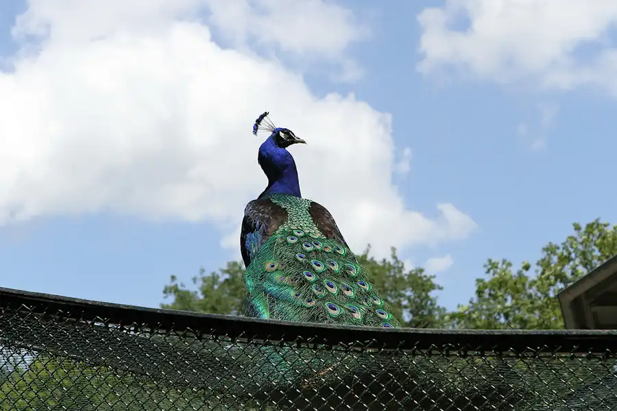 028 | 2012 | Berlin | Pfaueninsel | © carsten riede fotografie