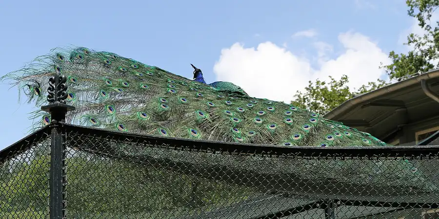 029 | 2012 | Berlin | Pfaueninsel | © carsten riede fotografie