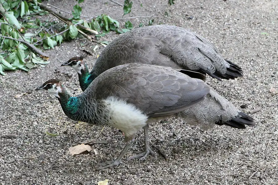 030 | 2012 | Berlin | Pfaueninsel | © carsten riede fotografie
