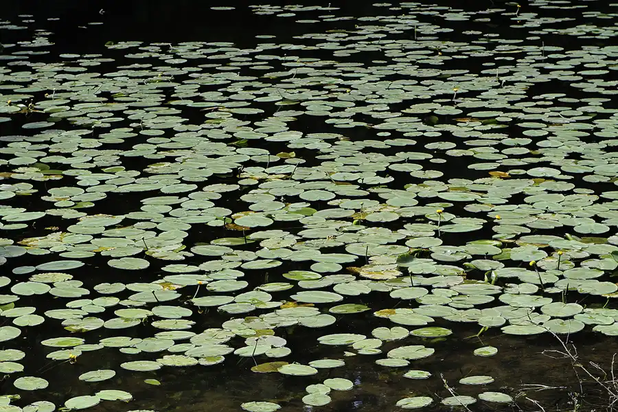 039 | 2012 | Berlin | Moorlake | © carsten riede fotografie