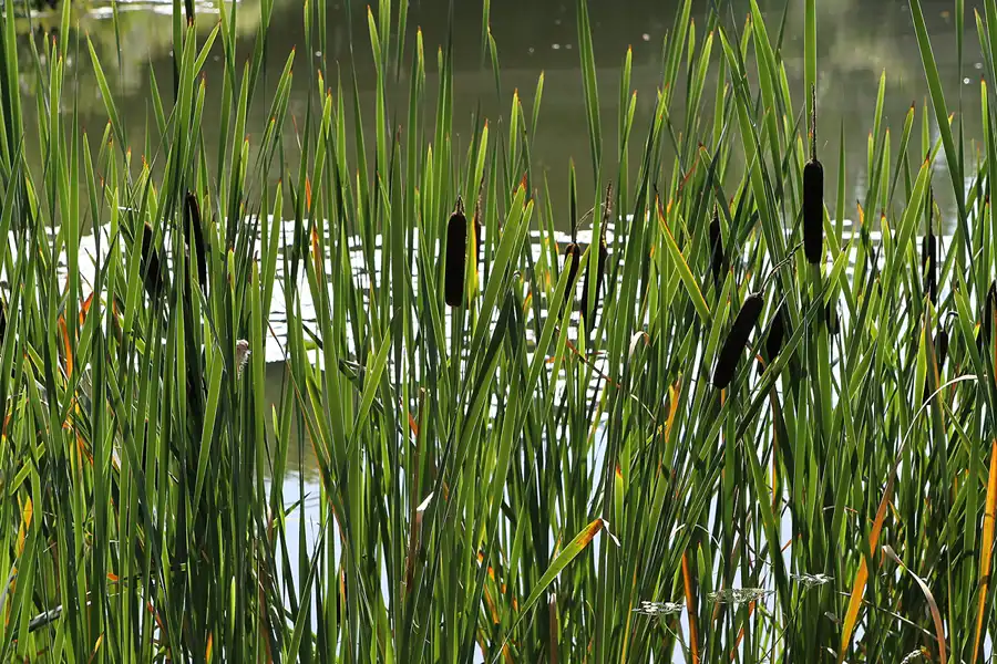 030 | 2012 | Wörlitz | Das Wörlitzer Gartenreich – Kleines Walloch | © carsten riede fotografie