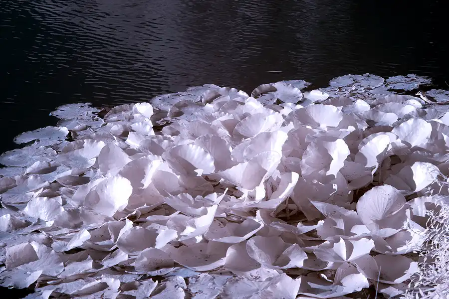 003 | 2012 | Berlin | Obersee-Orankesee-Park | © carsten riede fotografie