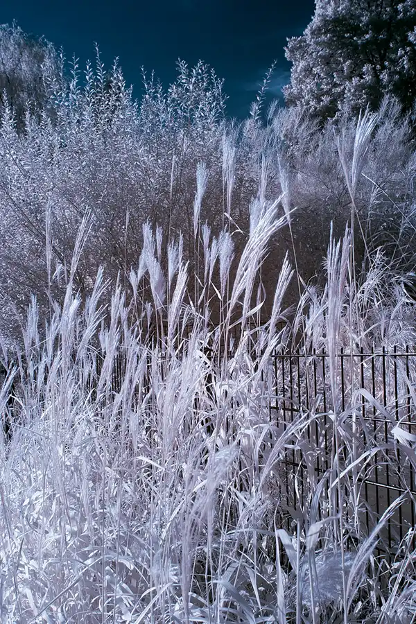 005 | 2012 | Berlin | Obersee-Orankesee-Park | © carsten riede fotografie