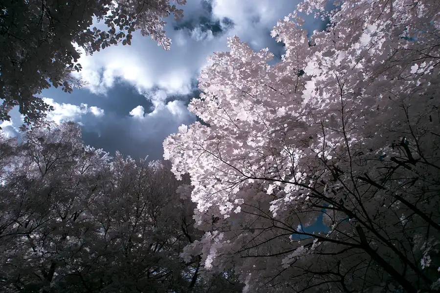 018 | 2012 | Berlin | Obersee-Orankesee-Park | © carsten riede fotografie