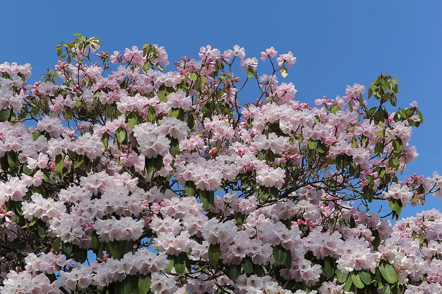 008 | 2013 | København | Botanisk Have | © carsten riede fotografie