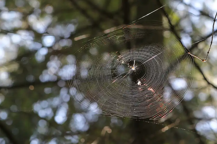 032 | 2013 | Stahnsdorf | Südwestkirchhof | © carsten riede fotografie