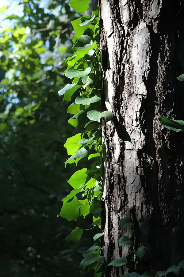 043 | 2013 | Berlin | Waldfriedhof Heerstrasse | © carsten riede fotografie