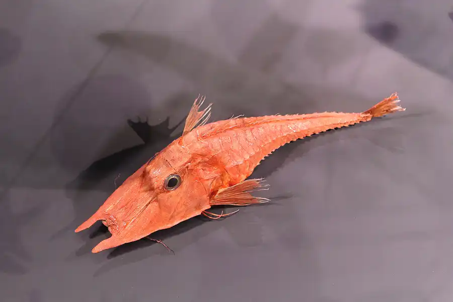 003 | 2013 | Stralsund | Ozeaneum | © carsten riede fotografie