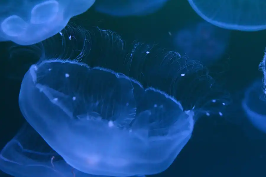 008 | 2013 | Stralsund | Ozeaneum | © carsten riede fotografie