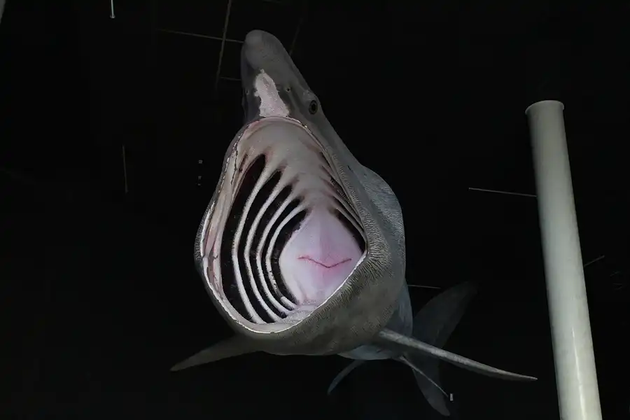 014 | 2013 | Stralsund | Ozeaneum | © carsten riede fotografie