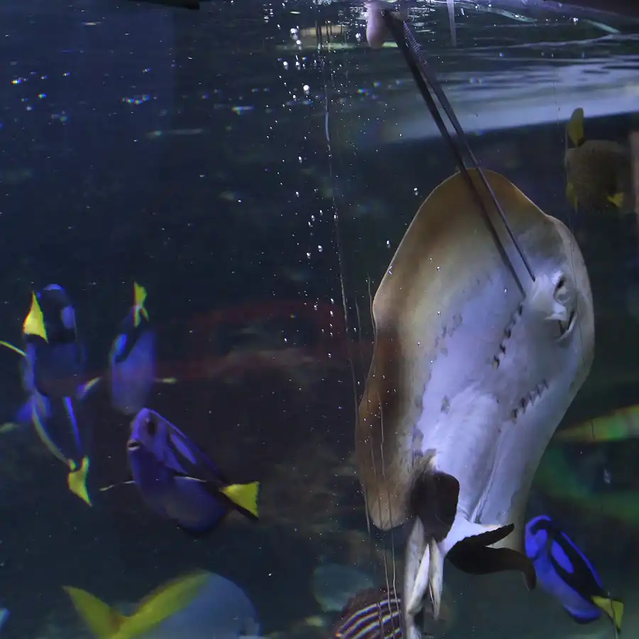 028 | 2013 | Stralsund | Meeresmuseum | © carsten riede fotografie