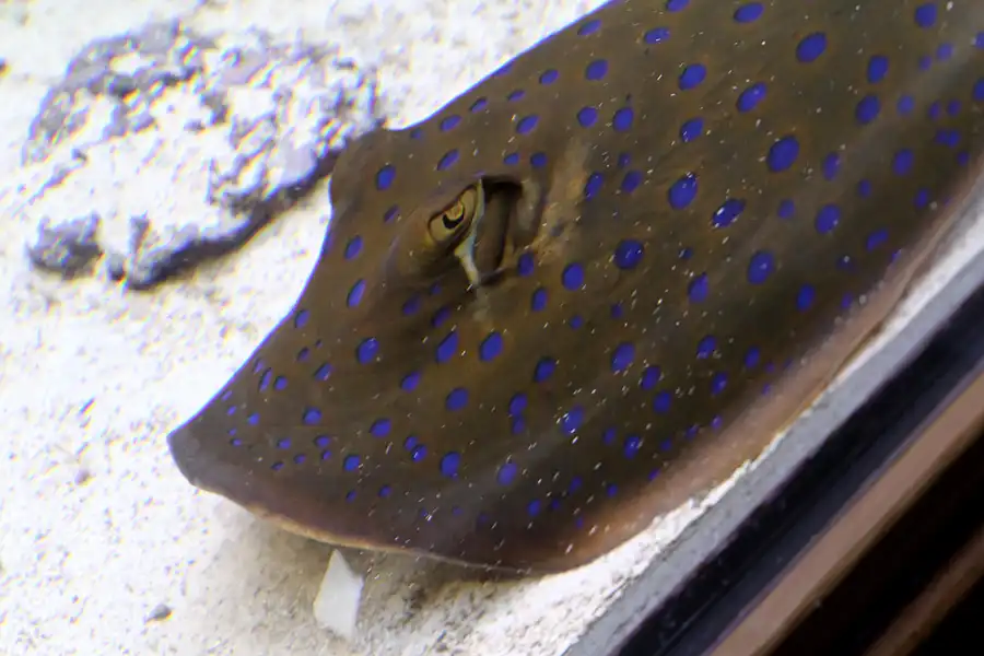 029 | 2013 | Stralsund | Meeresmuseum | © carsten riede fotografie