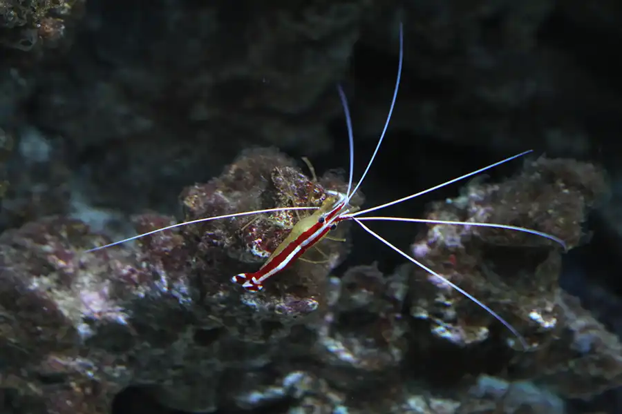 036 | 2013 | Stralsund | Meeresmuseum | © carsten riede fotografie