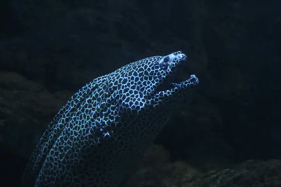 039 | 2013 | Stralsund | Meeresmuseum | © carsten riede fotografie