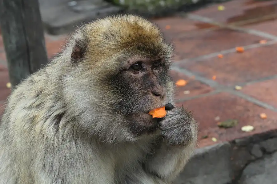025 | 2014 | Gibraltar | © carsten riede fotografie
