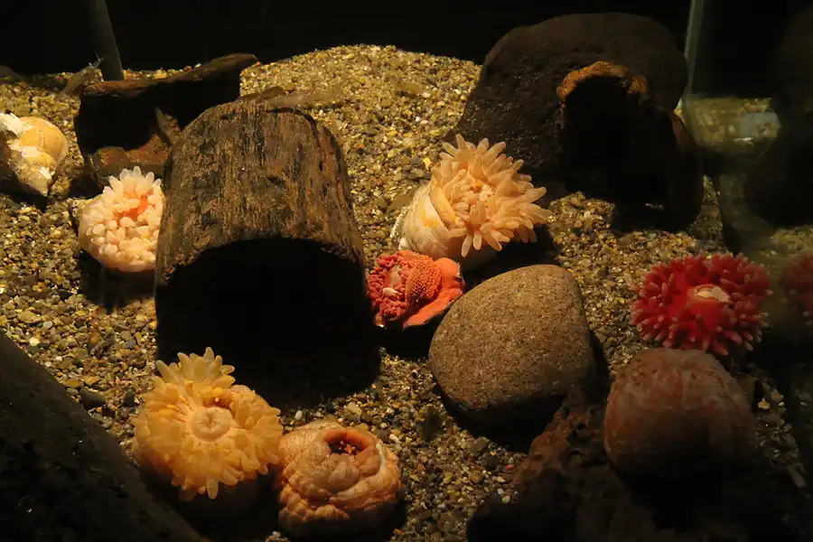 089 | 2014 | Thyboron | Jyllands Akvariet | © carsten riede fotografie