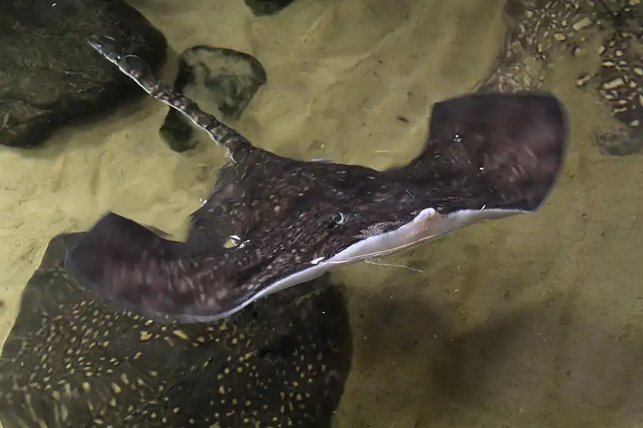 090 | 2014 | Thyboron | Jyllands Akvariet | © carsten riede fotografie