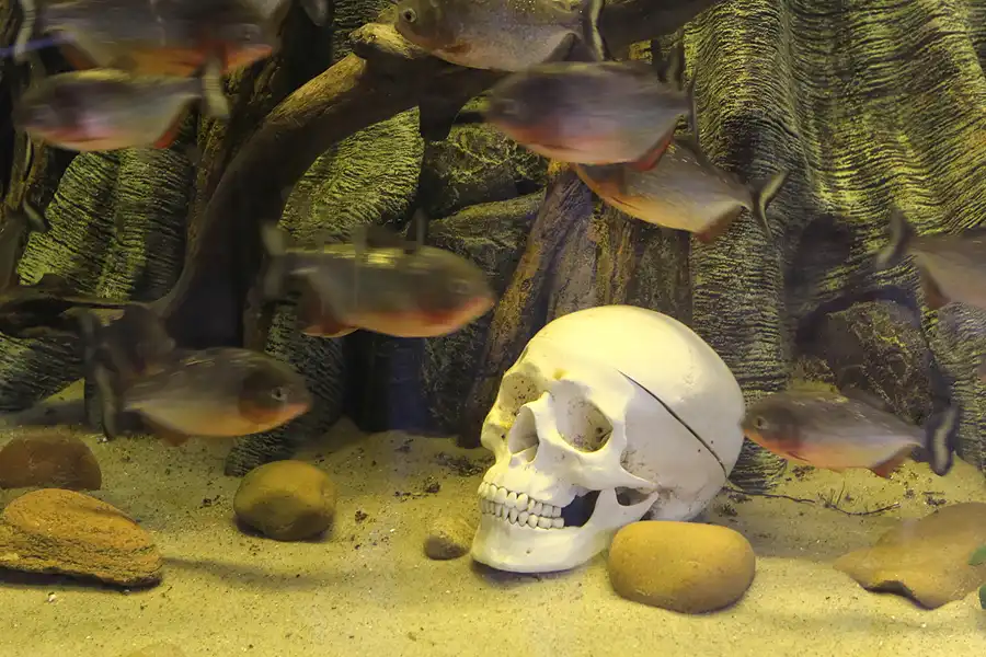 093 | 2014 | Thyboron | Jyllands Akvariet | © carsten riede fotografie