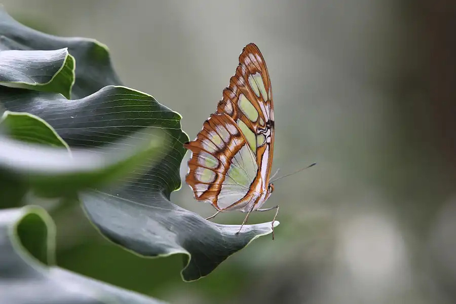 056 | 2014 | Hamm | Maximilianpark – Schmetterlingshaus | © carsten riede fotografie