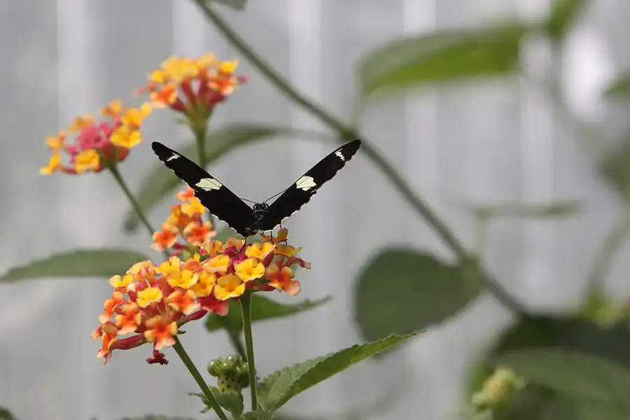 062 | 2014 | Hamm | Maximilianpark – Schmetterlingshaus | © carsten riede fotografie