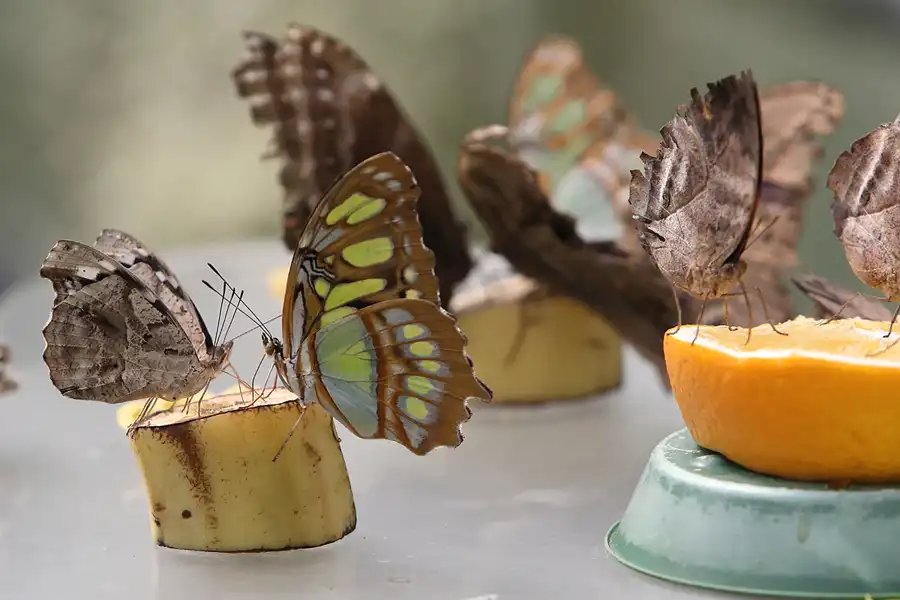 063 | 2014 | Hamm | Maximilianpark – Schmetterlingshaus | © carsten riede fotografie