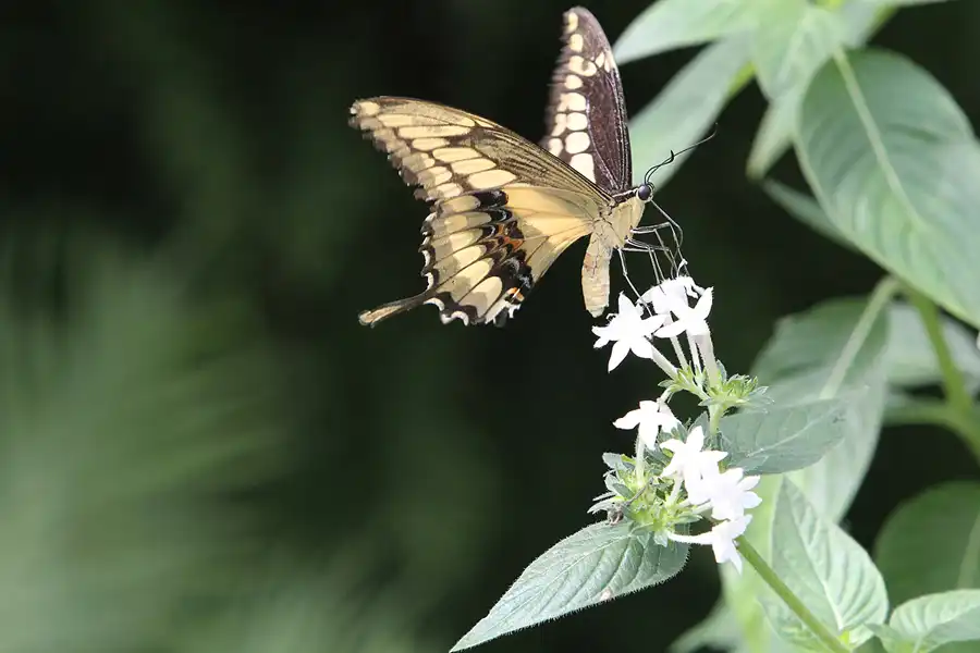 064 | 2014 | Hamm | Maximilianpark – Schmetterlingshaus | © carsten riede fotografie