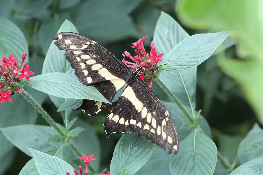 066 | 2014 | Hamm | Maximilianpark – Schmetterlingshaus | © carsten riede fotografie