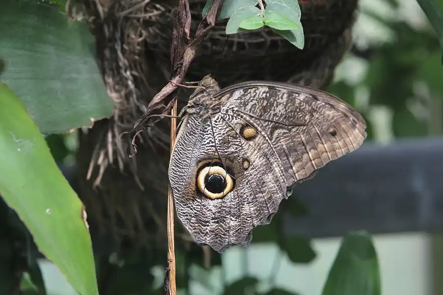 070 | 2014 | Hamm | Maximilianpark – Schmetterlingshaus | © carsten riede fotografie