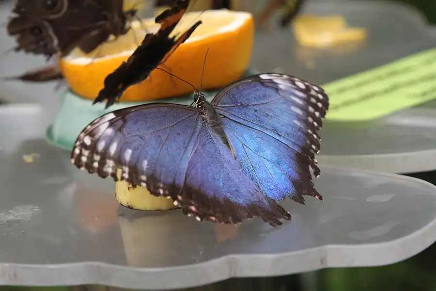 071 | 2014 | Hamm | Maximilianpark – Schmetterlingshaus | © carsten riede fotografie