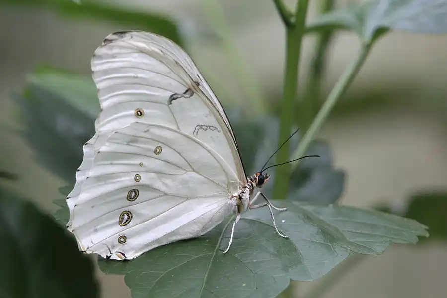 074 | 2014 | Hamm | Maximilianpark – Schmetterlingshaus | © carsten riede fotografie