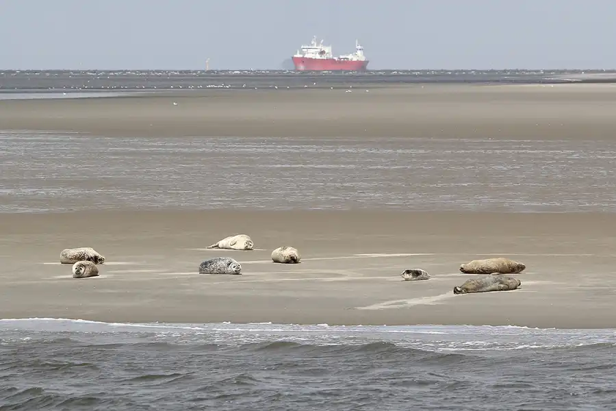 059 | 2014 | Cuxhaven | Seehundbänke | © carsten riede fotografie