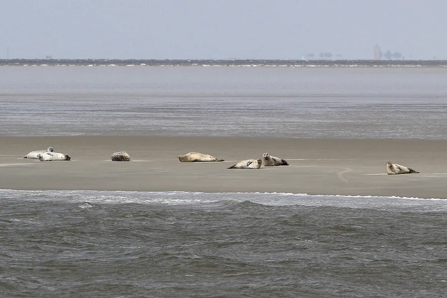 058 | 2014 | Cuxhaven | Seehundbänke | © carsten riede fotografie