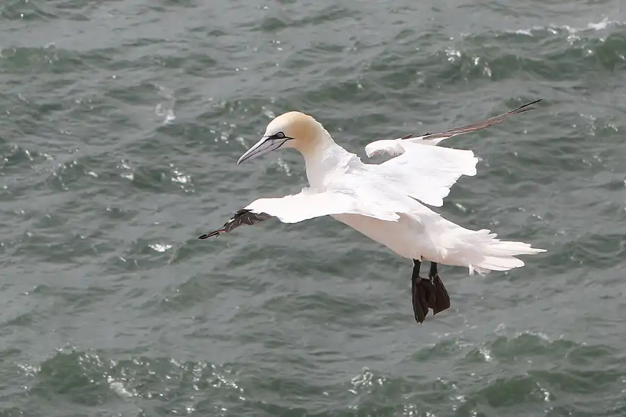 019 | 2014 | Helgoland | © carsten riede fotografie