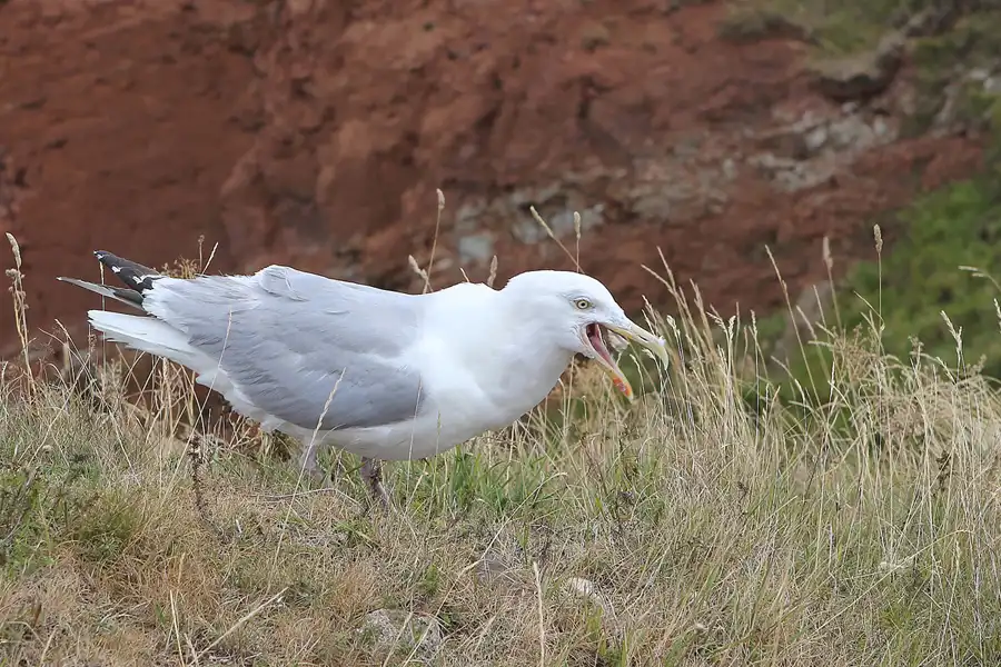 027 | 2014 | Helgoland | © carsten riede fotografie