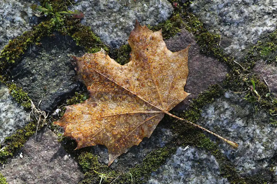 137 | 2014 | Berlin | Jüdischer Friedhof Berlin-Weissensee | © carsten riede fotografie