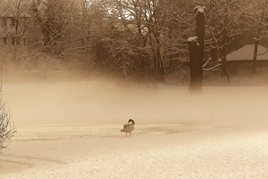 023 | 2014 | Berlin | Obersee-Orankesee-Park | © carsten riede fotografie