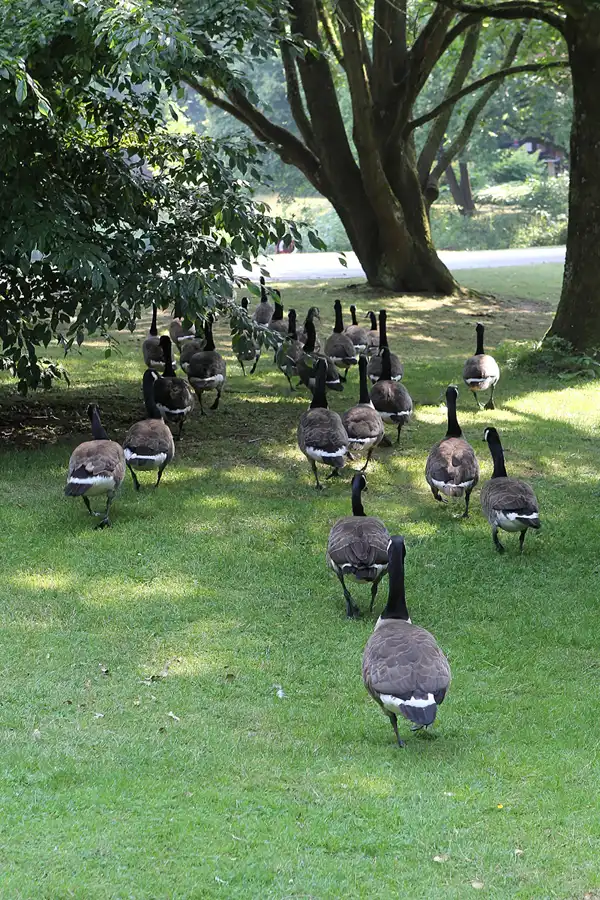 171 | 2015 | Essen | Grugapark | © carsten riede fotografie
