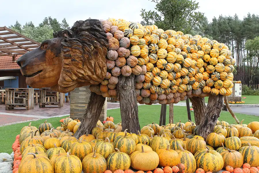 021 | 2015 | Beelitz GT Klaistow | Kürbisausstellung – Löwe = 700 Kürbisse | © carsten riede fotografie