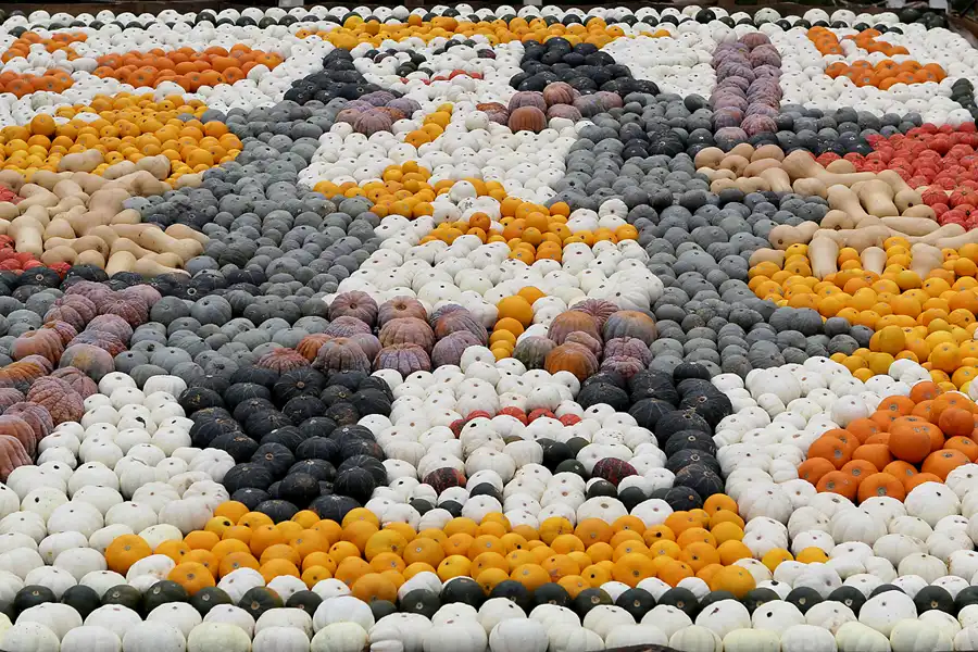 029 | 2015 | Beelitz GT Klaistow | Kürbisausstellung – Spielkarte = 4550 Kürbisse | © carsten riede fotografie