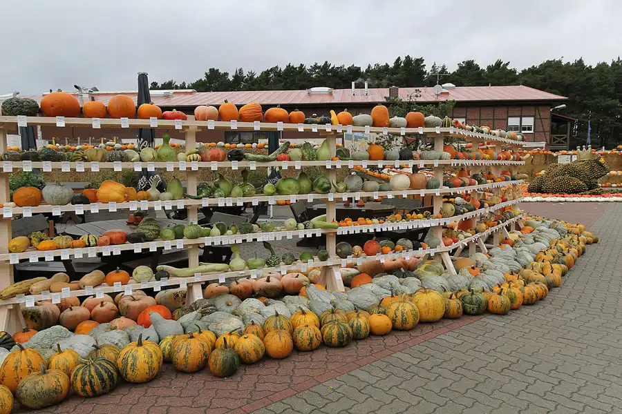 043 | 2015 | Beelitz GT Klaistow | Kürbisausstellung | © carsten riede fotografie